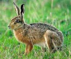 The European Hare