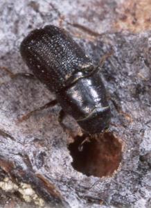 The Moutain Pine Beetle and one of the burrows made by the species.